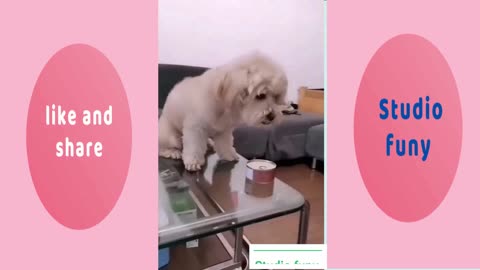 Quiz you don't laugh at cute dogs cho Funny DOG Videos 😂🐶