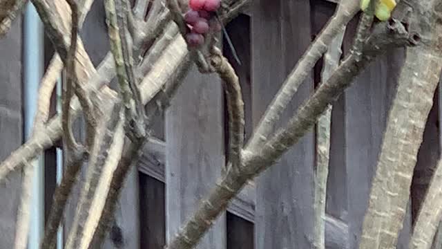 Momma2 the Northern Cardinal Female