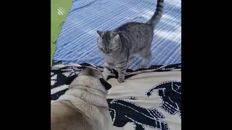 Cat and dog fight funny video