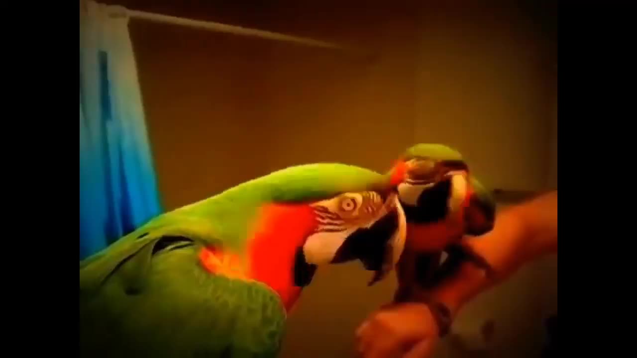 Talking birds are birds