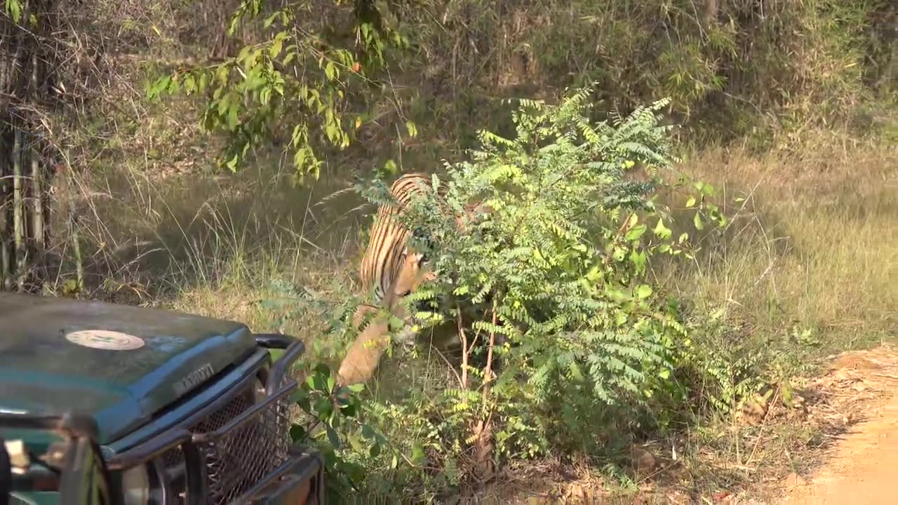 Taru Vs Shambhu Fight @tadoba (Maharashtra-India). #tigerfight