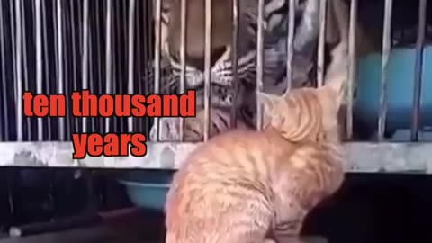 Cat Vs Bear 🐻🐯🐯🐯 Viral animals