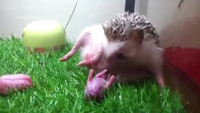 The hedgehog gave birth to hedgehogs