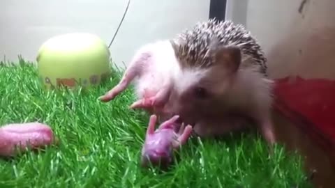 The hedgehog gave birth to hedgehogs