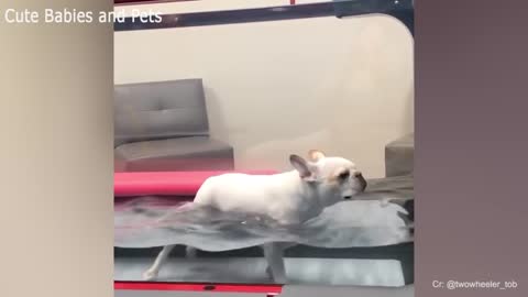 ❤️ cute puppies doing funny thing in 2022❤️