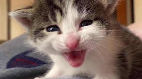 cute cats video, original audio cats meow kittens.