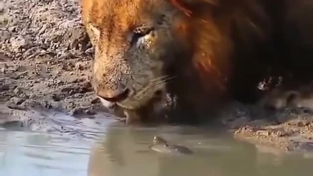 THIS TURTLE WANTS TO PLAY WITH DANGER