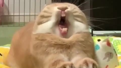 Bunny confine thoughts