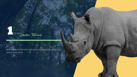 5 Most Endangered Animals