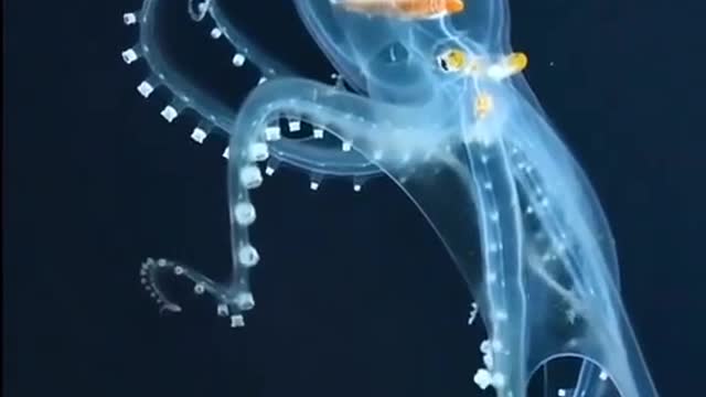 Ever seen a see-through animal?