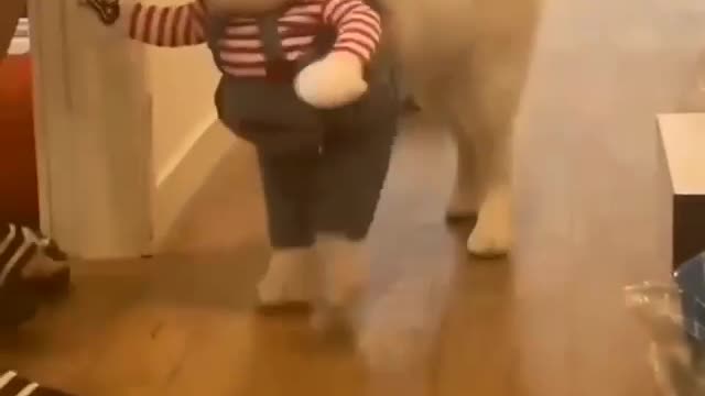 Follow @husky.loyal for more