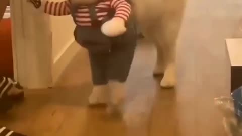 Follow @husky.loyal for more