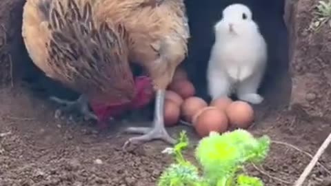 Hen and Rabbit Friendship❤ #shorts #viral #shortsvideo #video