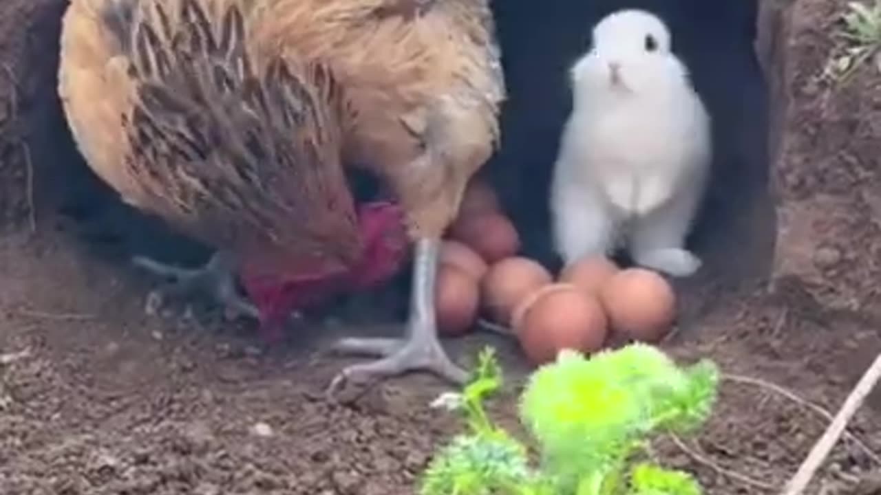 Hen and Rabbit Friendship❤ #shorts #viral #shortsvideo #video