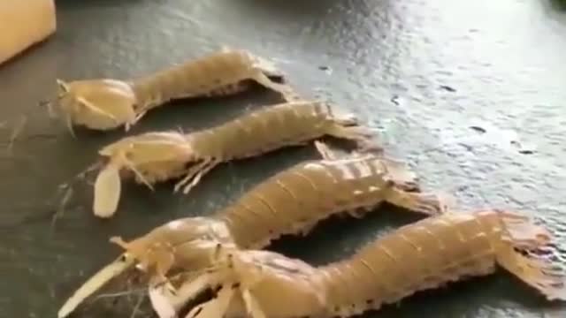 The four Pippi shrimps performed their best at the table, all to survive.