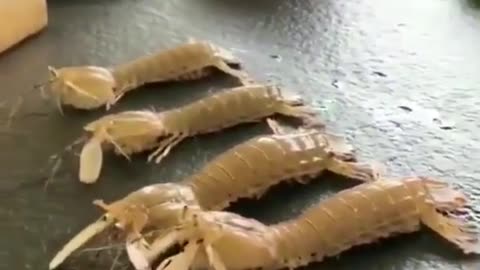 The four Pippi shrimps performed their best at the table, all to survive.