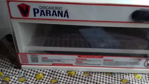 Chocadeira parana