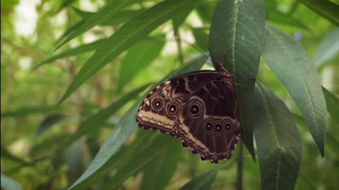 Spectacular butterfly on the leaves🦋