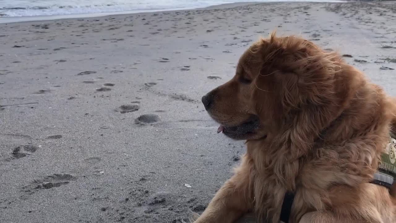 Everyone’s favorite breed of dog enjoying the beach