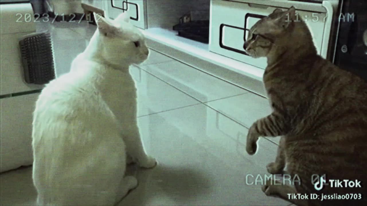 Funny Cat Talking