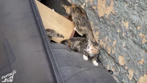 How to socialize feral kitten?