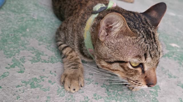 A Pet Cat Resting On The Concrete Flooring