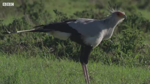 Giraffe's Blue Tongues | Wild Lands: South Africa | BBC Earth