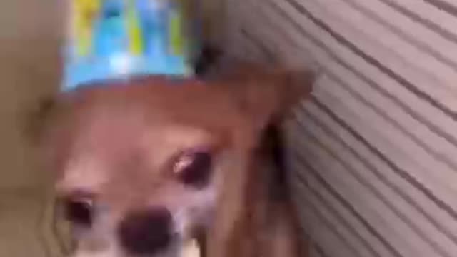 Too funny aggressive Chihuahua!!