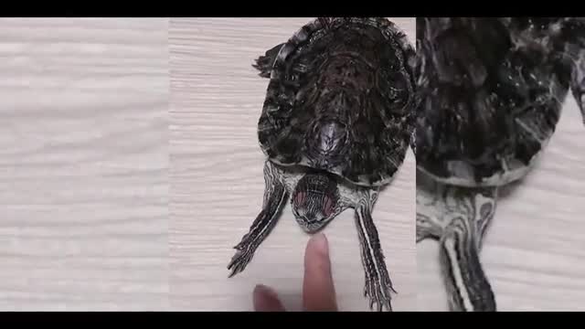 turtle clap