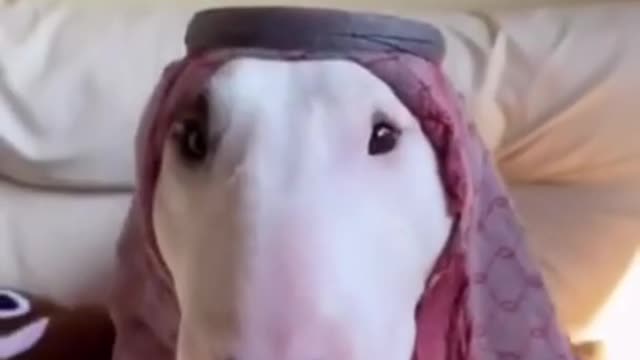 Funny pets