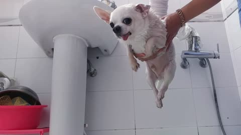 A puppy swimming without water