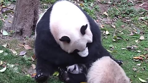 CHINESE GIANT PANDA