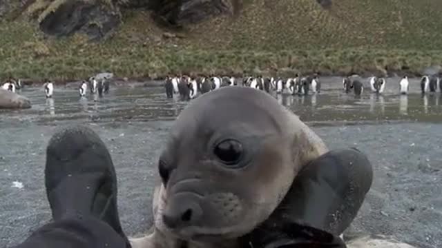 Cute Baby Seal Wants Attention