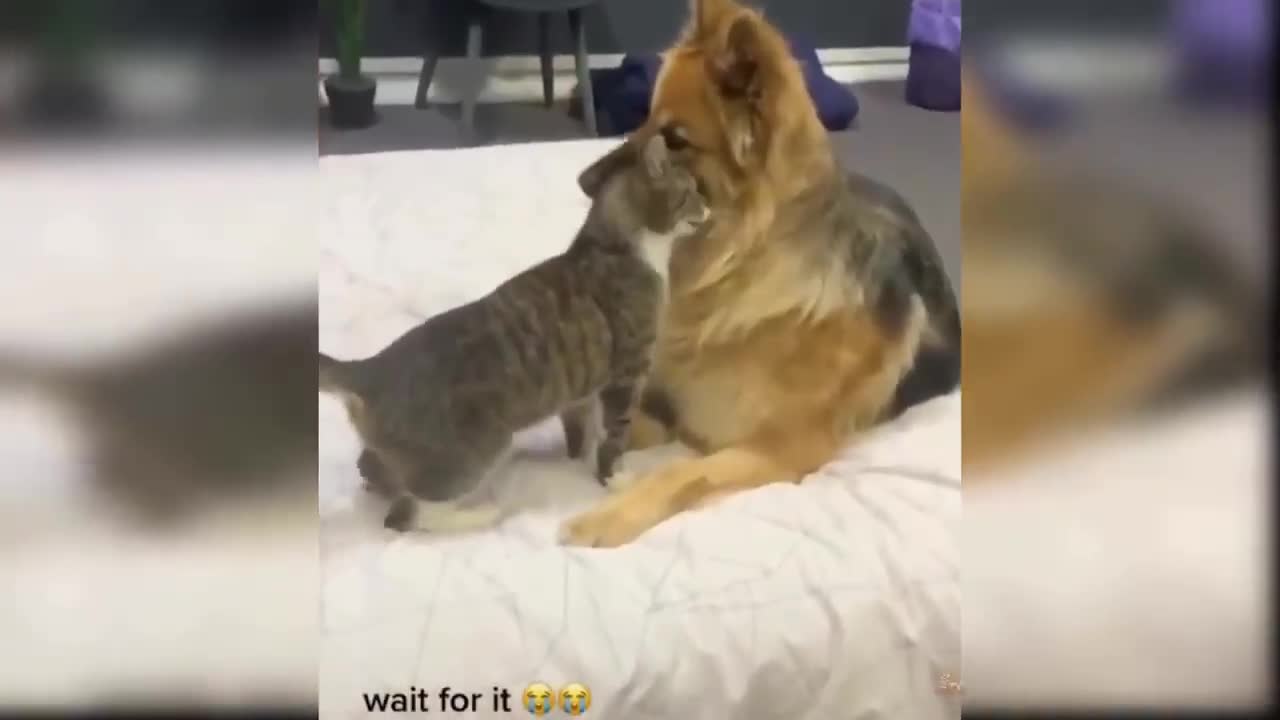 cat irritates the dog! wait for the end