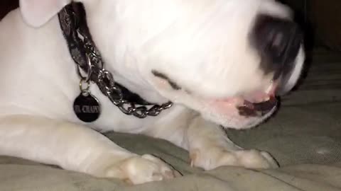 White dog chewing bone while on sofa