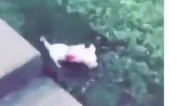 cute dogs amazing tricks