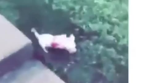 cute dogs amazing tricks