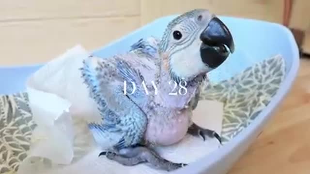 How baby macaw grows up | From the hatch until the eyes opened