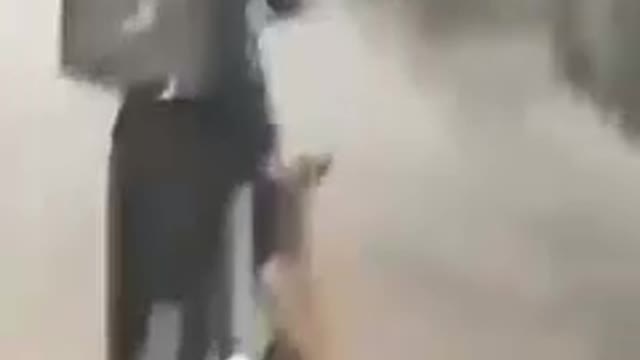 funny dogs