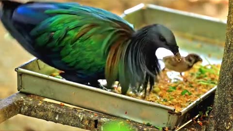 Nicobar pigeon video 💜💜