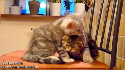 Cute Kittens and Cats Hugs |