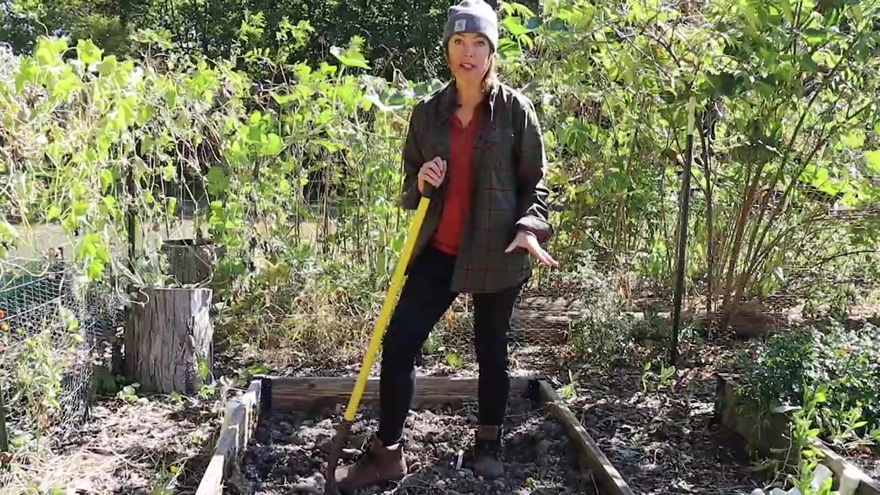 Harvest, Cure and Store Sweet Potatoes at Home