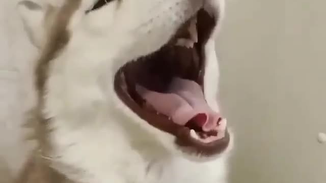 hilarious dogs singing / try not to laugh