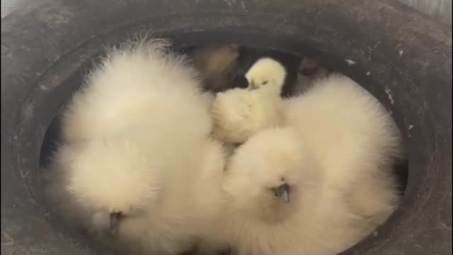 Oh, my God, there's a lot of chicks hiding in this tire