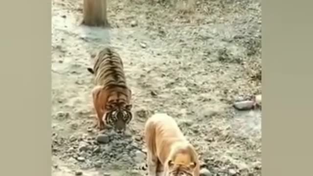 Funny Tigers Video for