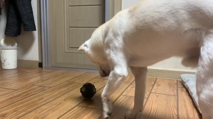 a dog playing with toys