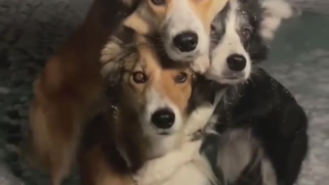 Dog family