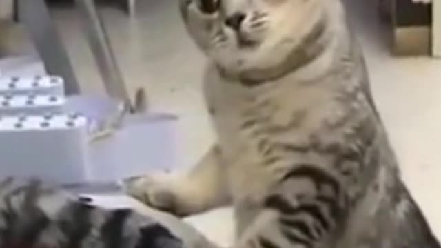 Hilarious Cat Angry with His Friend