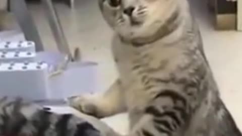 Hilarious Cat Angry with His Friend