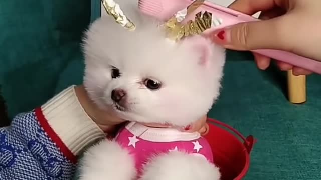 Cute and funny dog complation 2021❤